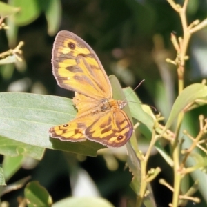 Heteronympha merope at Wodonga - 18 Dec 2023 06:25 AM