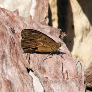 Heteronympha merope at Wodonga - 18 Dec 2023 06:25 AM