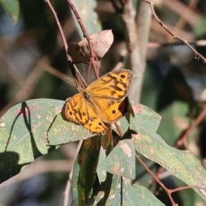 Heteronympha merope at Wodonga - 18 Dec 2023 06:25 AM