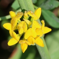 Unidentified Pea at Wodonga - 17 Dec 2023 by KylieWaldon