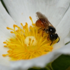 Exoneura sp. (genus) (A reed bee) at Downer, ACT - 18 Dec 2023 by RobertD