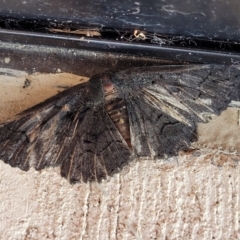 Unidentified Geometer moth (Geometridae) at Wollondilly Local Government Area - 18 Dec 2023 by trevorpreston