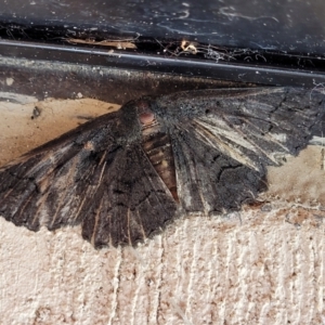 Melanodes anthracitaria at Wollondilly Local Government Area - 18 Dec 2023 02:27 PM