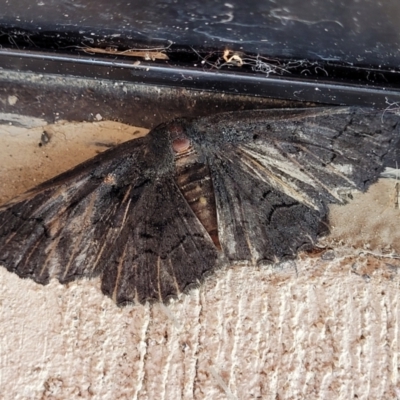 Unidentified Geometer moth (Geometridae) at Wollondilly Local Government Area - 18 Dec 2023 by trevorpreston