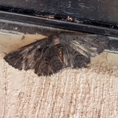 Melanodes anthracitaria at Wollondilly Local Government Area - 18 Dec 2023 02:27 PM