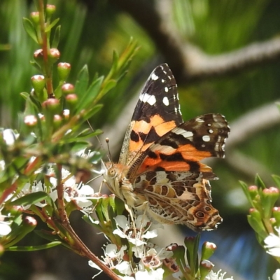 Vanessa kershawi (Australian Painted Lady) at Arthurs Seat, VIC - 17 Dec 2023 by HelenCross