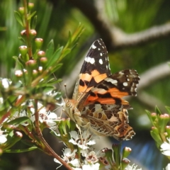 Vanessa kershawi (Australian Painted Lady) at Arthurs Seat, VIC - 17 Dec 2023 by HelenCross