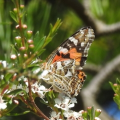 Vanessa kershawi at Arthurs Seat, VIC - 17 Dec 2023