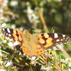 Vanessa kershawi at Arthurs Seat, VIC - 17 Dec 2023