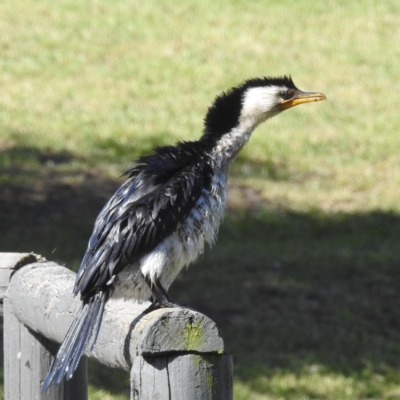 Microcarbo melanoleucos (Little Pied Cormorant) at Arthurs Seat, VIC - 17 Dec 2023 by HelenCross