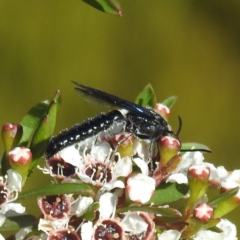 Unidentified Flower wasp (Scoliidae or Tiphiidae) at Arthurs Seat, VIC - 17 Dec 2023 by HelenCross