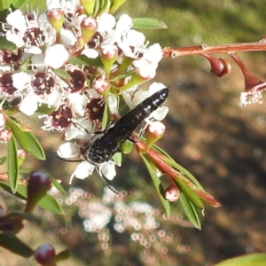 Thynninae (subfamily) at Arthurs Seat, VIC - suppressed
