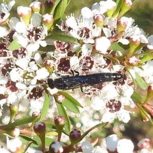 Thynninae (subfamily) at Arthurs Seat, VIC - suppressed