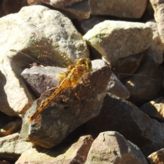 Unidentified Dragonfly (Anisoptera) at Arthurs Seat, VIC - 17 Dec 2023 by HelenCross