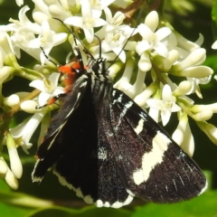 Unidentified Noctuoid moth (except Arctiinae) at Arthurs Seat, VIC - 17 Dec 2023 by HelenCross