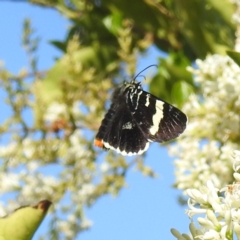 Phalaenoides glycinae at Arthurs Seat, VIC - suppressed