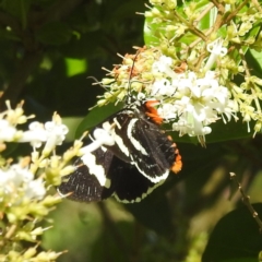 Phalaenoides glycinae at Arthurs Seat, VIC - suppressed