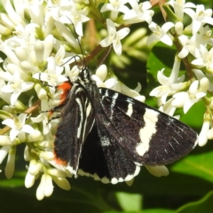 Phalaenoides glycinae at Arthurs Seat, VIC - suppressed