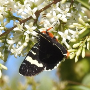 Phalaenoides glycinae at Arthurs Seat, VIC - suppressed