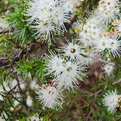 Kunzea ambigua (White Kunzea) at Eden, NSW - 18 Dec 2023 by Steve818