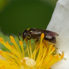 Lasioglossum (Homalictus) sphecodoides (Furrow Bee) at Downer, ACT - 18 Dec 2023 by RobertD