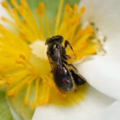 Lasioglossum (Homalictus) sphecodoides at Downer, ACT - 18 Dec 2023 12:02 PM