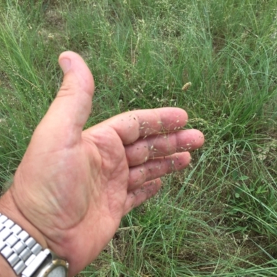 Eragrostis curvula (African Lovegrass) at Cook, ACT - 18 Dec 2023 by dwise