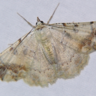 Aeolochroma quadrilinea (A Geometer moth) at Sheldon, QLD - 16 Dec 2007 by PJH123