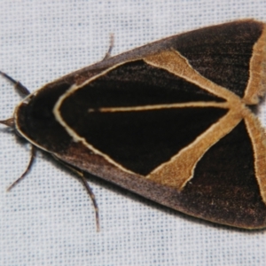 Agamana conjungens at Sheldon, QLD - suppressed