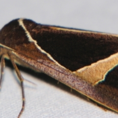 Agamana conjungens at Sheldon, QLD - suppressed