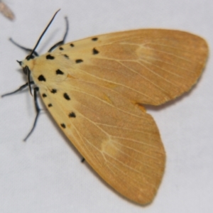 Asota iodamia at Sheldon, QLD - 15 Dec 2007