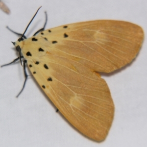 Asota iodamia at Sheldon, QLD - suppressed