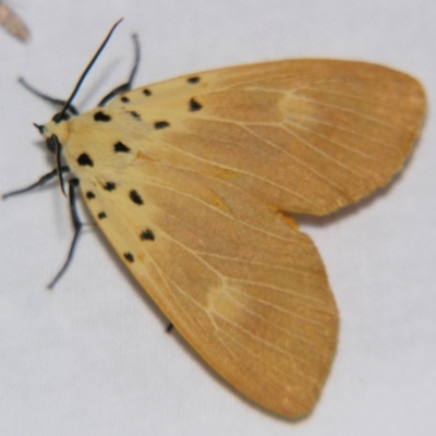 Asota iodamia (An Eribid moth (Aganainae)) at Sheldon, QLD - 15 Dec 2007 by PJH123