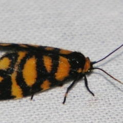 Asura lydia (Lydia Lichen Moth) at Sheldon, QLD - 21 Dec 2007 by PJH123