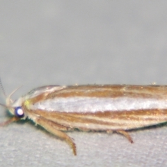 Catoryctis subparallela (Curved-horn moth) at Sheldon, QLD - 21 Dec 2007 by PJH123