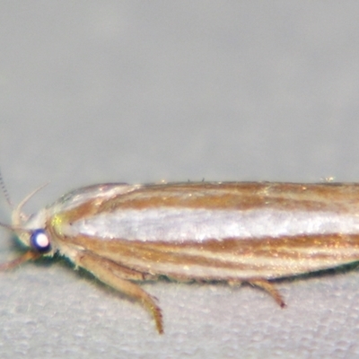 Catoryctis subparallela (Curved-horn moth) at Sheldon, QLD - 21 Dec 2007 by PJH123