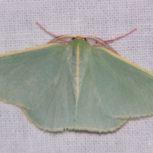 Chlorocoma assimilis at Sheldon, QLD - suppressed