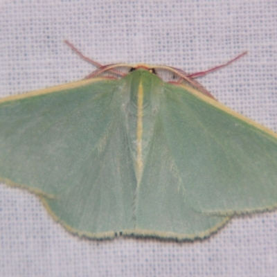 Chlorocoma assimilis (Golden-fringed Emerald Moth) at Sheldon, QLD - 15 Dec 2007 by PJH123