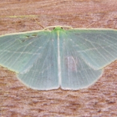 Unidentified Geometer moth (Geometridae) at Sheldon, QLD - 21 Dec 2007 by PJH123