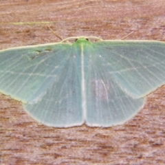 Chlorocoma carenaria (Veined Emerald) at Sheldon, QLD - 21 Dec 2007 by PJH123