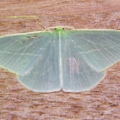 Chlorocoma carenaria at Sheldon, QLD - 21 Dec 2007 by PJH123