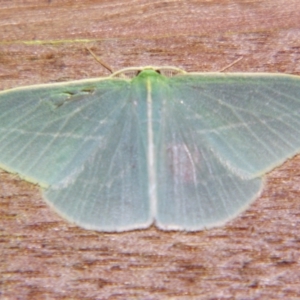 Chlorocoma carenaria at Sheldon, QLD - suppressed