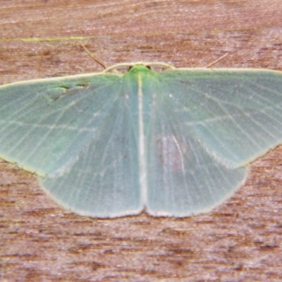 Chlorocoma carenaria (Veined Emerald) at Sheldon, QLD - 21 Dec 2007 by PJH123