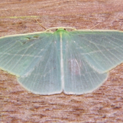 Unidentified Geometer moth (Geometridae) at Sheldon, QLD - 21 Dec 2007 by PJH123