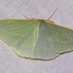 Unidentified Geometer moth (Geometridae) at Sheldon, QLD - 15 Dec 2007 by PJH123