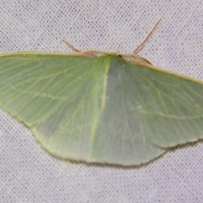 Chlorocoma carenaria (Veined Emerald) at Sheldon, QLD - 15 Dec 2007 by PJH123