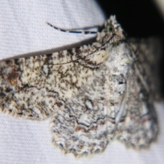 Cleora illustraria (A Geometer moth) at Sheldon, QLD - 15 Dec 2007 by PJH123