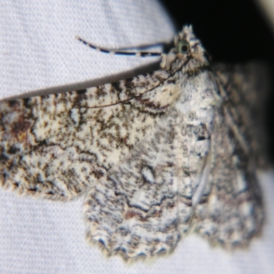 Cleora illustraria (A Geometer moth) at Sheldon, QLD - 15 Dec 2007 by PJH123