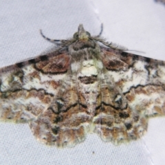 Cleora illustraria (A Geometer moth) at Sheldon, QLD - 16 Dec 2007 by PJH123