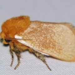 Comana albibasis (Lion's Mane Moth) at Sheldon, QLD - 15 Dec 2007 by PJH123